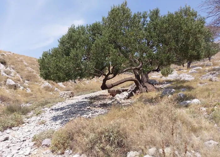 Amazing Galeb In Lejlighed *