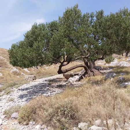 Amazing Galeb In Daire *